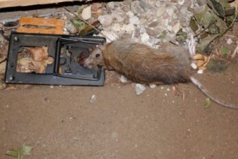 Rotter uden for i huset