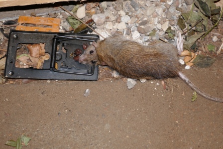 BlogPortal Rotter uden for i huset