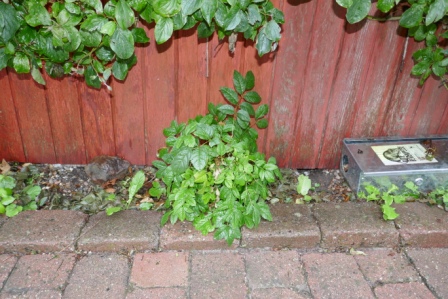 BlogPortal rotter uden for huset