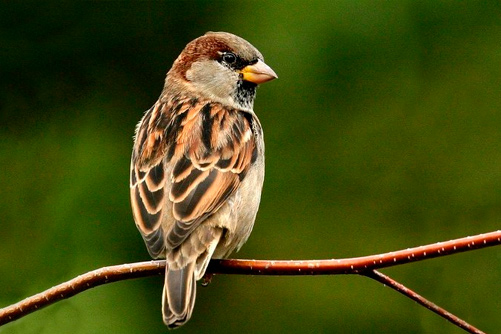 Blogportal fuglefoderbræt