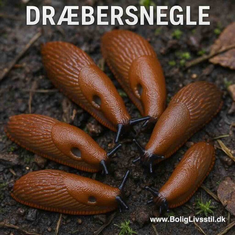 Sneglefælden