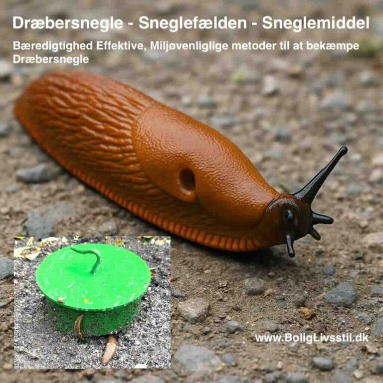 Dræbersnegle fri på få dage